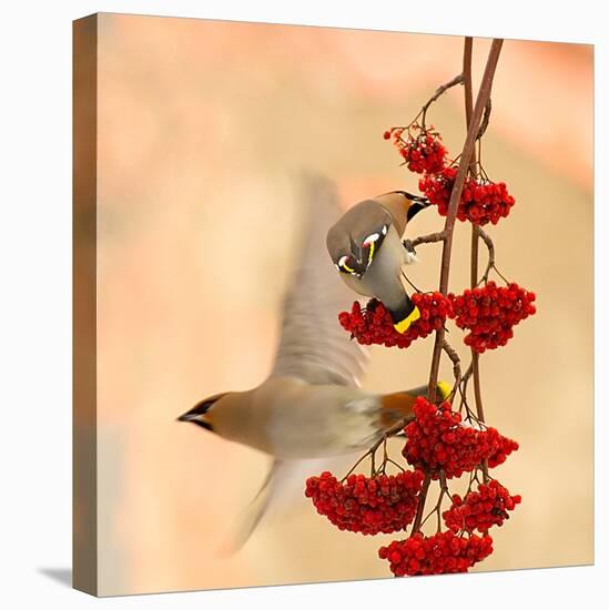 Waxwings-Dmitry Dubikovskiy-Premier Image Canvas