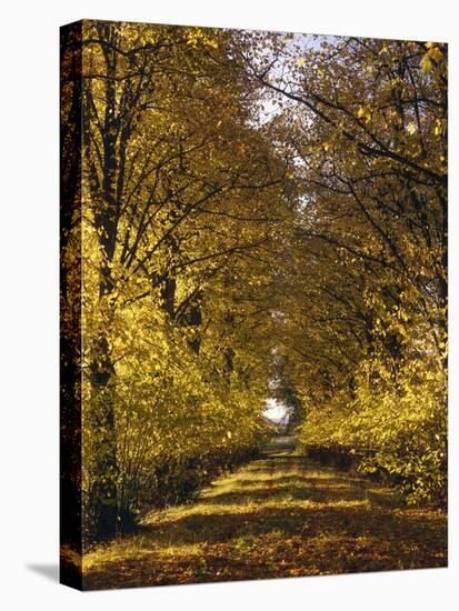 Way, Avenue, Lime-Trees, Autumn-Thonig-Premier Image Canvas