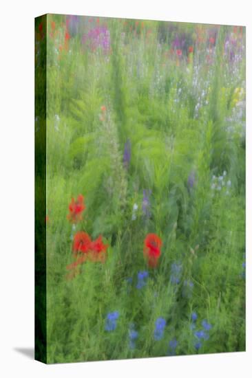 Wayne, Pennsylvania. Summer Flowers Abstract in Chanticleer Garden-Jay O'brien-Premier Image Canvas