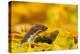 Weasel head looking out of yellow autumn acer leaves, UK-Paul Hobson-Premier Image Canvas