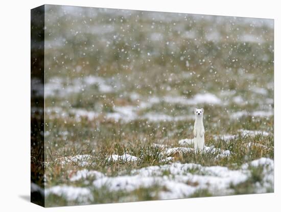 Weasel in white winter coat in falling snow, Germany-Konrad Wothe-Premier Image Canvas