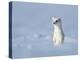 Weasel in white winter coat standing in snow, Germany-Konrad Wothe-Premier Image Canvas