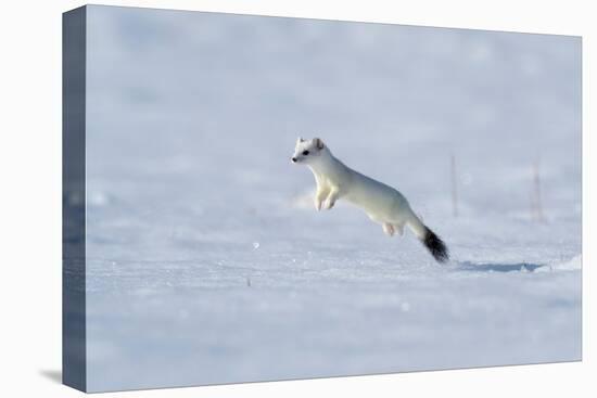 Weasel in winter coat, running through snow, Germany-Konrad Wothe-Premier Image Canvas