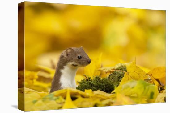 Weasel (Mustela Nivalis) Head and Neck Looking Out of Yellow Autumn Acer Leaves-Paul Hobson-Premier Image Canvas