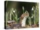 Weasel (Mustela Nivalis) Looking Out of Hole on Woodland Floor with Snowdrops-Paul Hobson-Premier Image Canvas