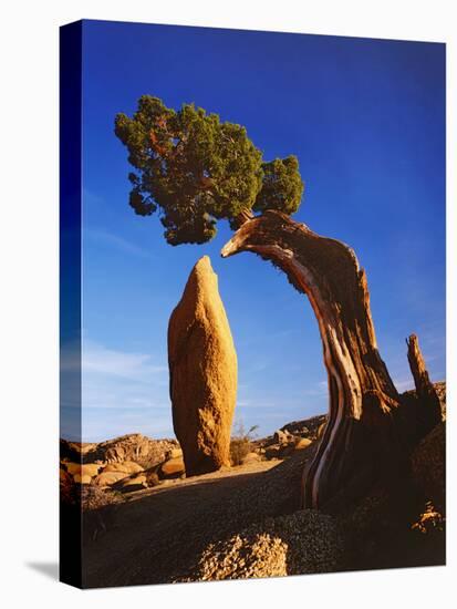 Weathered Juniper Tree Frames Rock Monolith, Joshua Tree National Park, California, Usa-Dennis Flaherty-Premier Image Canvas