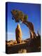 Weathered Juniper Tree Frames Rock Monolith, Joshua Tree National Park, California, Usa-Dennis Flaherty-Premier Image Canvas