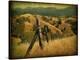 Weathered Ranch Fence-William Guion-Stretched Canvas