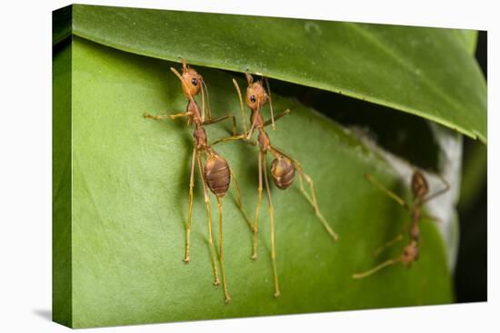 Weaver ants building nest by gluing leaves together with silk, Sabah, Malaysian Borneo-Emanuele Biggi-Premier Image Canvas