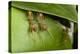 Weaver ants building nest by gluing leaves together with silk, Sabah, Malaysian Borneo-Emanuele Biggi-Premier Image Canvas