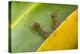 Weaver ants holding leaves together during nest building, Malaysian Borneo-Emanuele Biggi-Premier Image Canvas