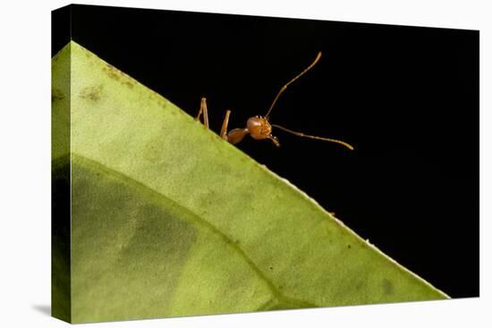 Weaver ants (Oecophylla smaragdina) portrait, Sabah, Malaysian Borneo-Emanuele Biggi-Premier Image Canvas