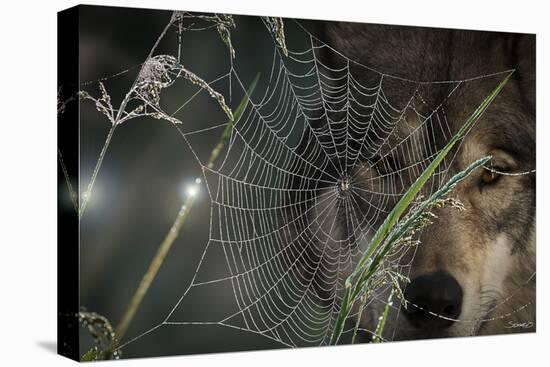 Web and Wolf-Gordon Semmens-Premier Image Canvas