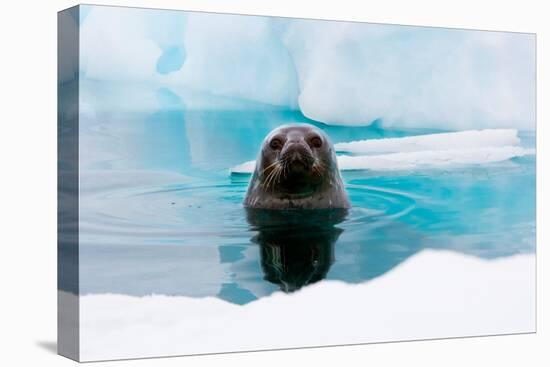 Weddell Seal Looking up out of the Water, Antarctica-Mint Images/ Art Wolfe-Premier Image Canvas