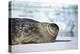 Weddell Seal Lying on Ice-DLILLC-Premier Image Canvas