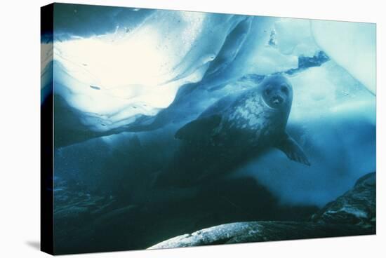 Weddell Seal-Doug Allan-Premier Image Canvas