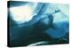 Weddell Seal-Doug Allan-Premier Image Canvas