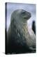 Weddell Seal-DLILLC-Premier Image Canvas