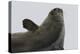 Weddell Seal-Joe McDonald-Premier Image Canvas