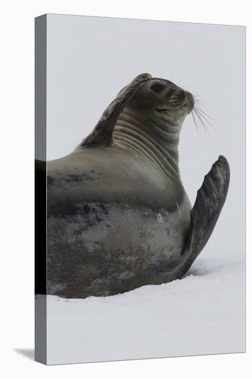 Weddell Seal-Joe McDonald-Premier Image Canvas