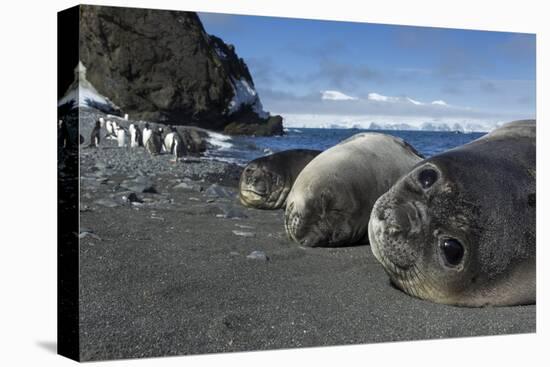Weddell Seals on Livingstone Island, Antarctica-Paul Souders-Premier Image Canvas