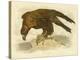 Wedge-Tailed Eagle, 1891-Gracius Broinowski-Premier Image Canvas