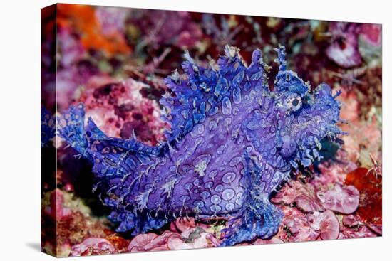 Weedy scorpionfish, Ambon, Indonesia-Georgette Douwma-Premier Image Canvas