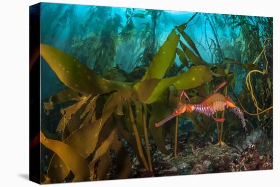 Weedy seadragon male carries eggs through a kelp forest, Tasmania, Australia.-Alex Mustard-Premier Image Canvas