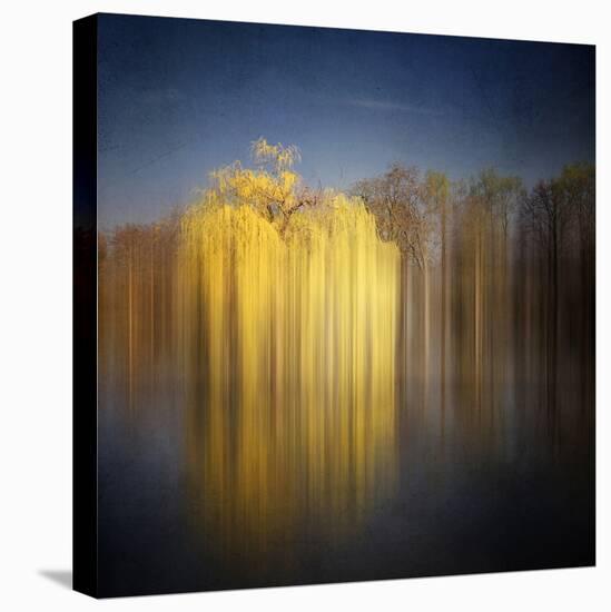 Weeping Willow-Philippe Sainte-Laudy-Premier Image Canvas