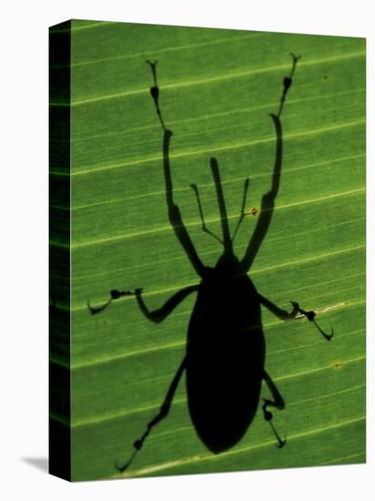 Weevil Silhouette Through Leaf, Sulawesi, Indonesia-Solvin Zankl-Premier Image Canvas