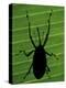 Weevil Silhouette Through Leaf, Sulawesi, Indonesia-Solvin Zankl-Premier Image Canvas