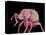 Weevil-Micro Discovery-Premier Image Canvas