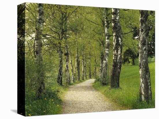 Weg, Birken, Allee, Frv¼hling, Natur, Waldweg, Birkenallee-Thonig-Premier Image Canvas