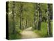 Weg, Birken, Allee, Frv¼hling, Natur, Waldweg, Birkenallee-Thonig-Premier Image Canvas