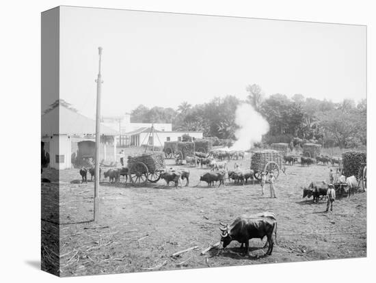 Weighing Sugar Cane before Unloading at the Mill-null-Stretched Canvas