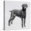 Weimaraner (Canis Lupus), Canidae, Drawing-null-Premier Image Canvas