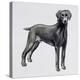 Weimaraner (Canis Lupus), Canidae, Drawing-null-Premier Image Canvas