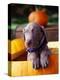 Weimaraner Puppy Inside Pumpkin-Guy Cali-Premier Image Canvas