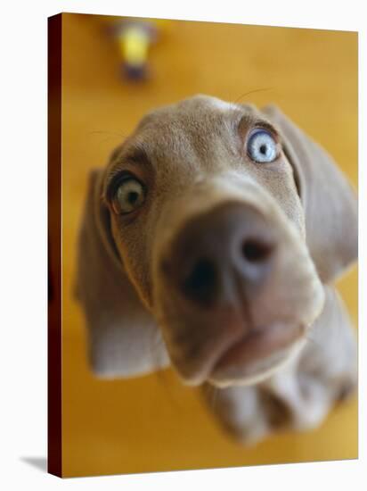 Weimaraner Puppy Staring-null-Premier Image Canvas