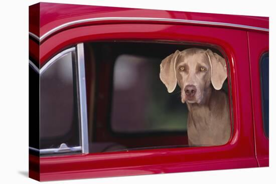 Weimaraner Sitting in an Automobile-DLILLC-Premier Image Canvas