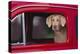 Weimaraner Sitting in an Automobile-DLILLC-Premier Image Canvas