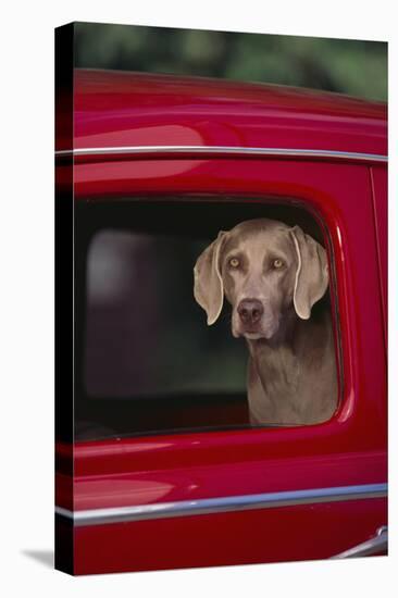 Weimaraner Sitting in an Automobile-DLILLC-Premier Image Canvas