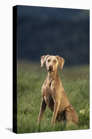 Weimaraner Sitting in Field-DLILLC-Premier Image Canvas