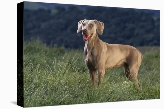 Weimaraner Standing in Field-DLILLC-Premier Image Canvas