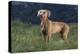 Weimaraner Standing in Field-DLILLC-Premier Image Canvas