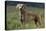 Weimaraner Standing in Field-DLILLC-Premier Image Canvas