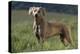 Weimaraner Standing in Field-DLILLC-Premier Image Canvas