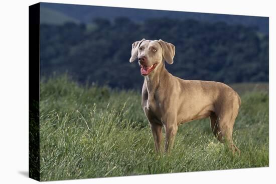 Weimaraner Standing in Field-DLILLC-Premier Image Canvas