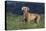 Weimaraner Standing in Field-DLILLC-Premier Image Canvas