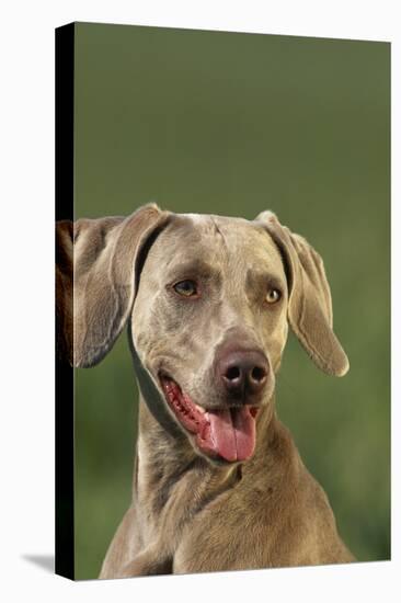 Weimaraner-DLILLC-Premier Image Canvas